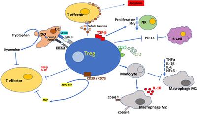 Clinical adoptive regulatory T Cell therapy: State of the art, challenges, and prospective